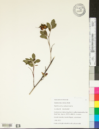 Rosa palustris image