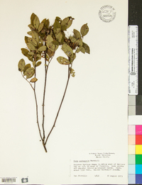 Rosa palustris image