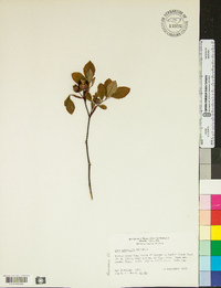 Rosa palustris image