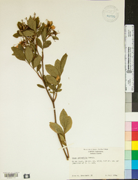 Rosa palustris image