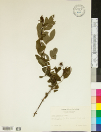 Rosa palustris image