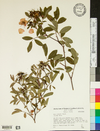 Rosa palustris image