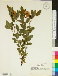 Rosa palustris image