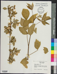 Rubus argutus image