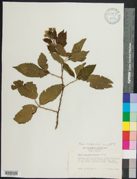 Rubus argutus image