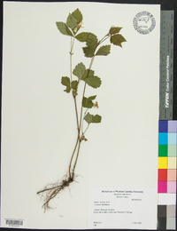 Rubus argutus image