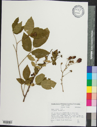 Rubus argutus image