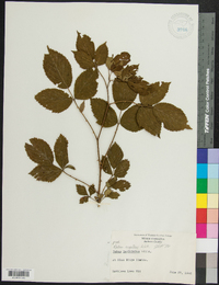 Rubus argutus image