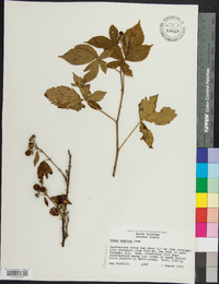 Rubus argutus image