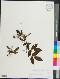 Rubus argutus image