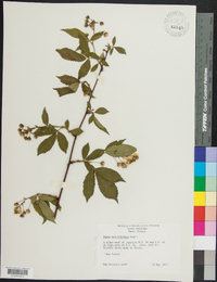 Rubus argutus image
