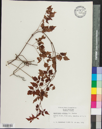 Ampelopsis arborea image