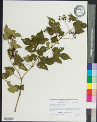 Ampelopsis cordata image