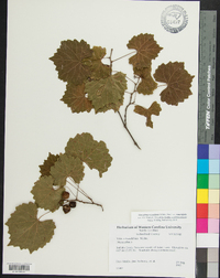 Muscadinia rotundifolia image