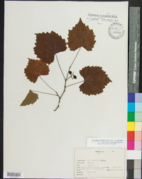 Muscadinia rotundifolia image