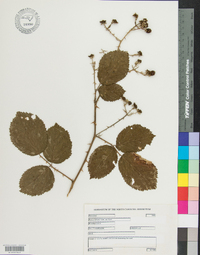 Rubus bifrons image