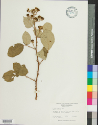 Rubus bifrons image