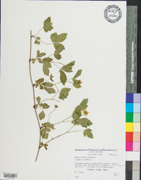 Rubus enslenii image