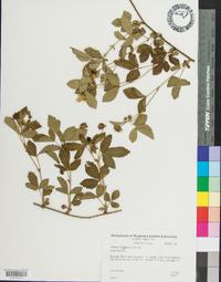 Rubus flagellaris image