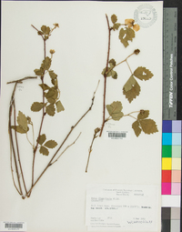 Rubus flagellaris image