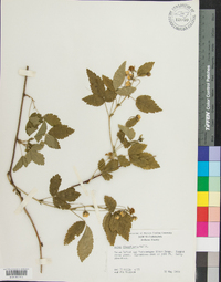 Rubus flagellaris image