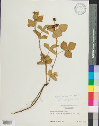 Rubus flagellaris image