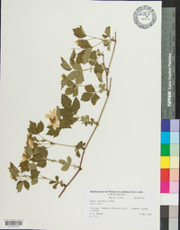 Rubus flagellaris image