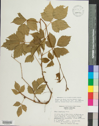 Rubus flagellaris image