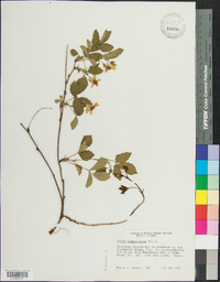 Rubus flagellaris image