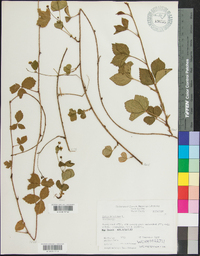 Rubus hispidus image