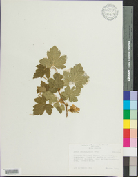Rubus neomexicanus image