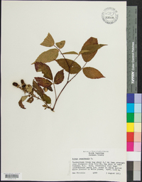 Rubus canadensis image