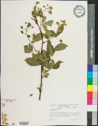 Rubus canadensis image