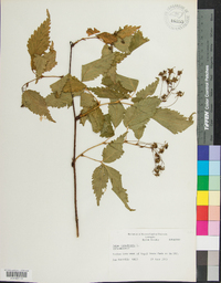 Rubus canadensis image