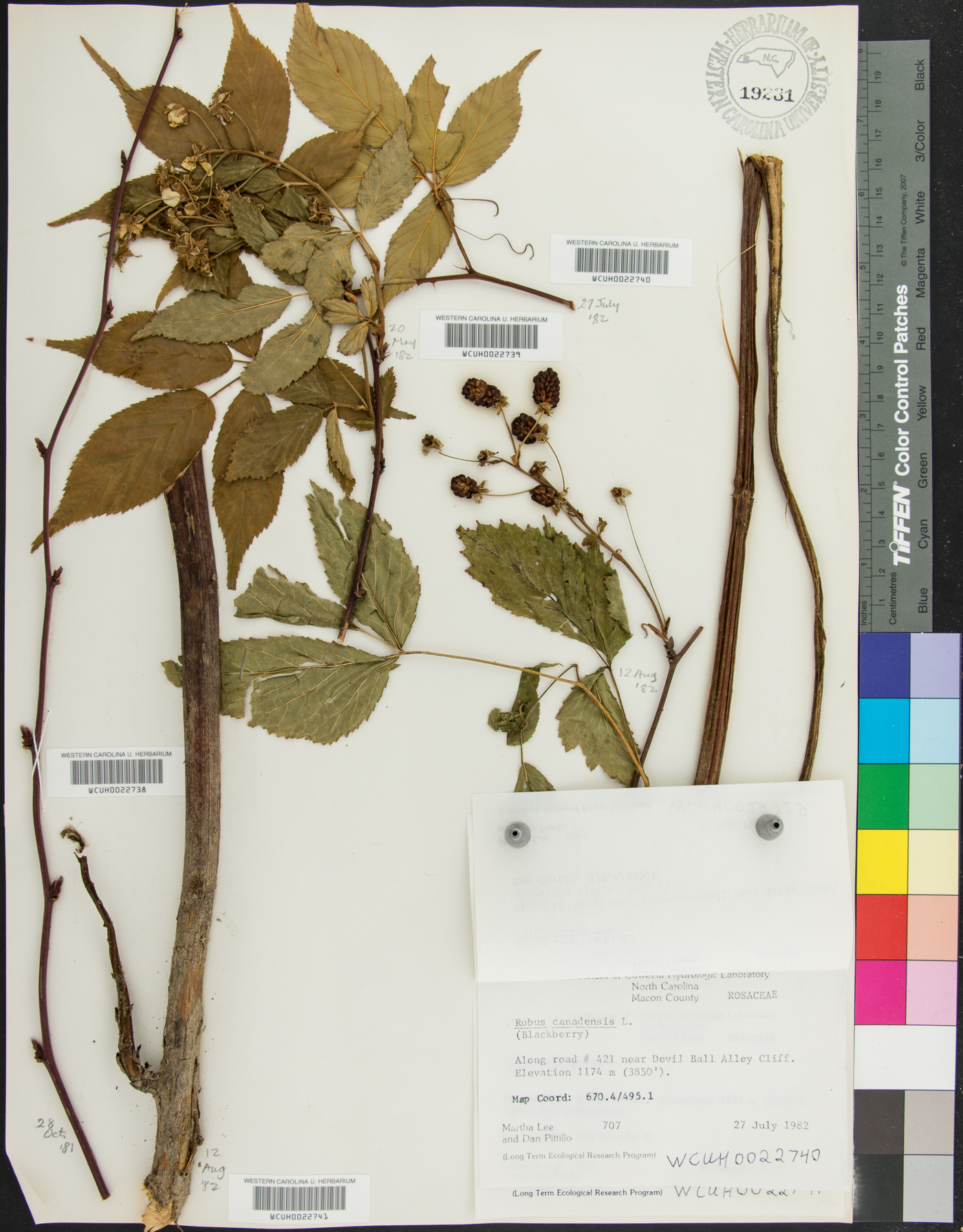 Rubus canadensis image