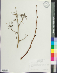 Rubus canadensis image