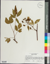 Rubus canadensis image