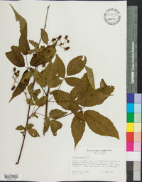 Rubus canadensis image