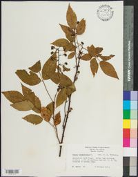 Rubus canadensis image