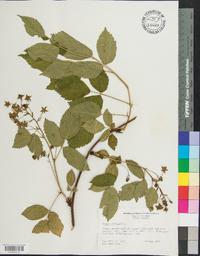 Rubus canadensis image