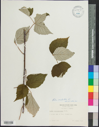 Rubus occidentalis image