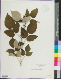 Rubus occidentalis image