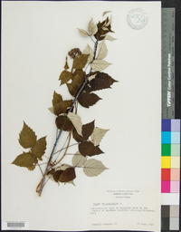 Rubus occidentalis image