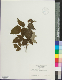 Rubus occidentalis image