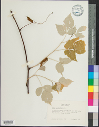 Rubus occidentalis image