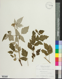 Rubus occidentalis image