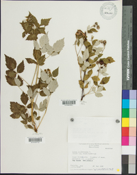 Rubus occidentalis image