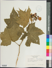 Rubus odoratus image