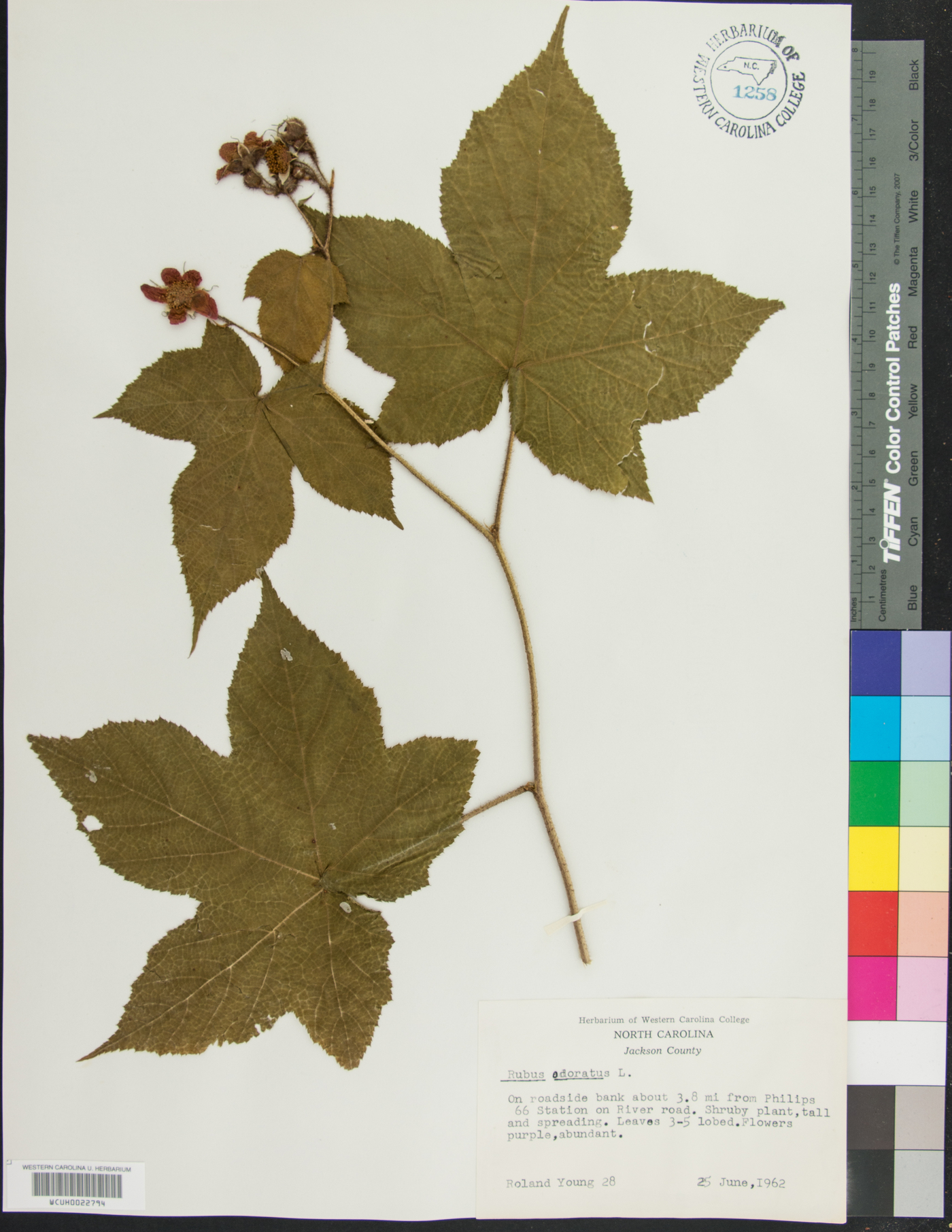 Rubus odoratus image