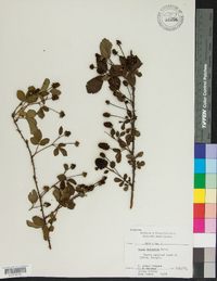 Rubus trivialis image